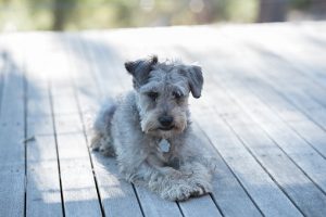 schnoodle-3295492__340