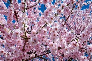 japanese-cherry-trees-2168858__340