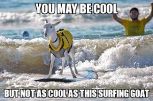 Surfing Goat