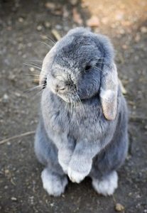 bunny-1276628__340